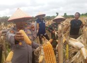 Panen Raya Jagung Pipil di Dumai Hasilkan ±4.500 kg, Dukungan Kapolres Bagi Ketahanan Pangan Nasional